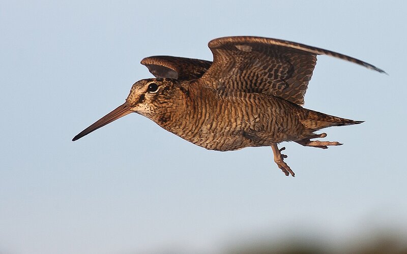 Woodcock in Flight