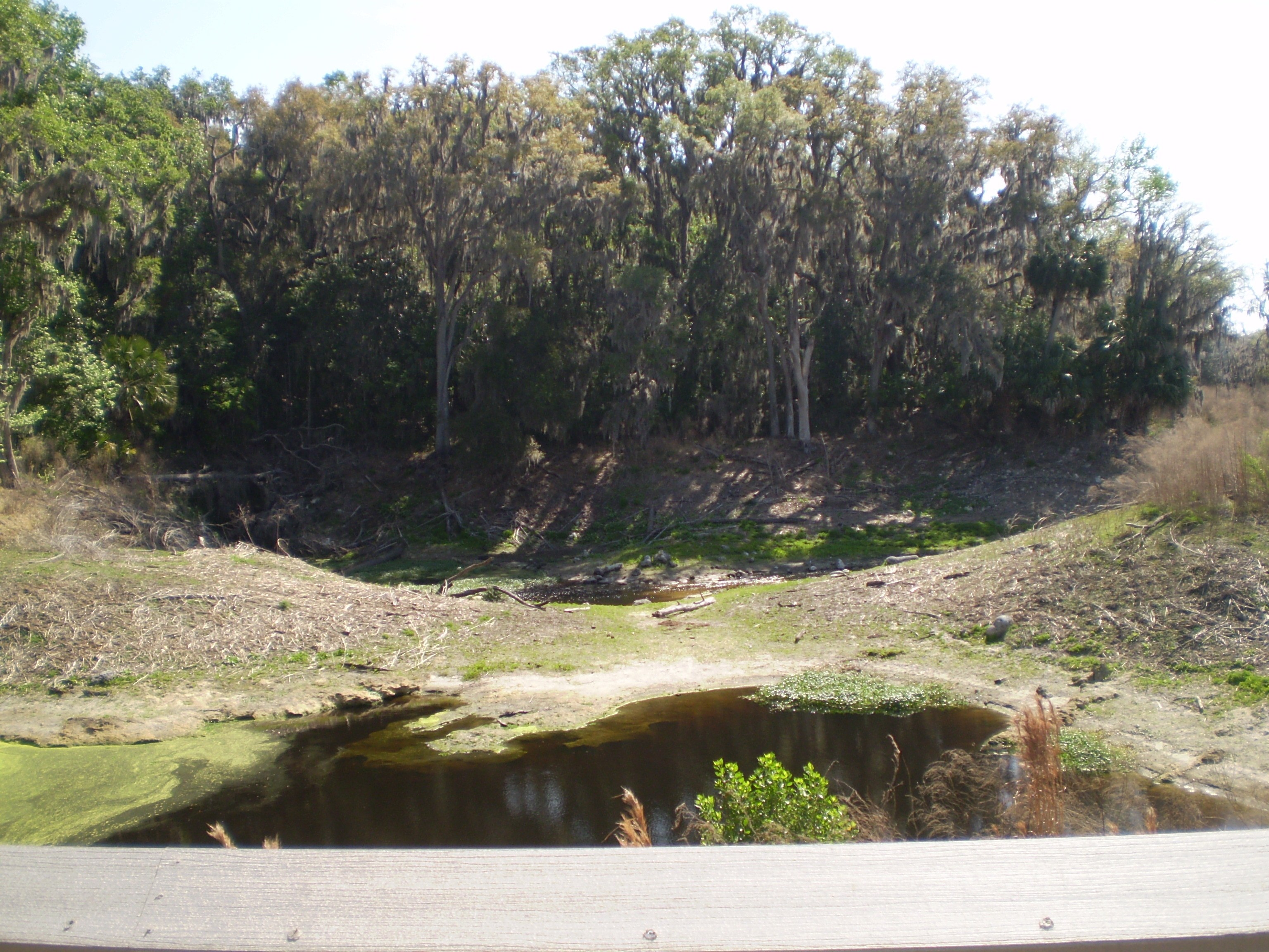 wooded area with small pond