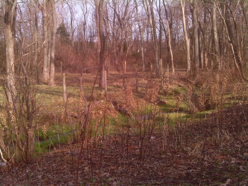 Wooded Area with Stream
