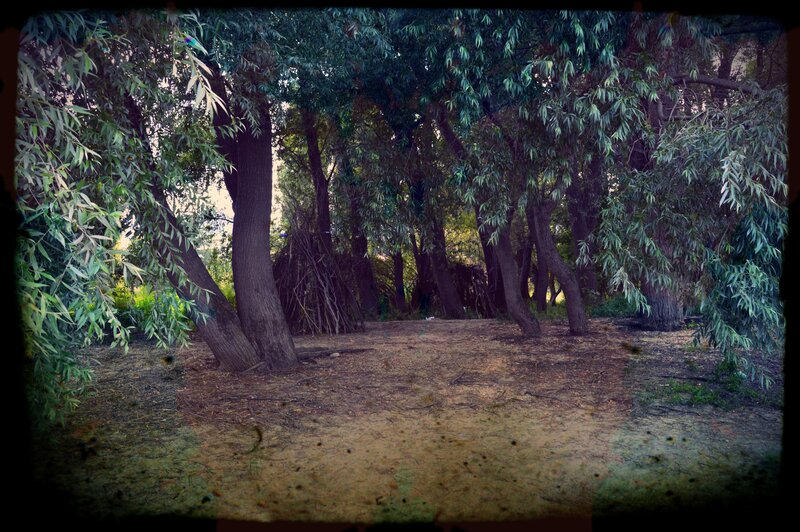 Wooded Area with Trees
