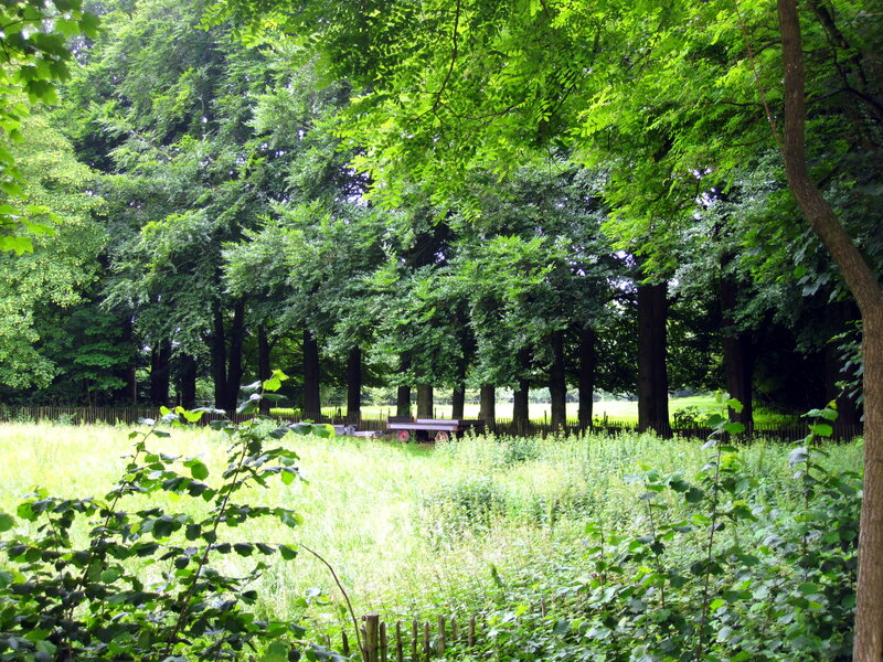 Wooded Field with Cart