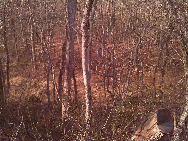 Wooded Forest Area