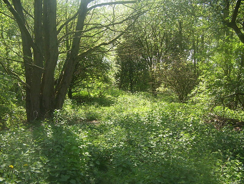 Wooded Forest Path