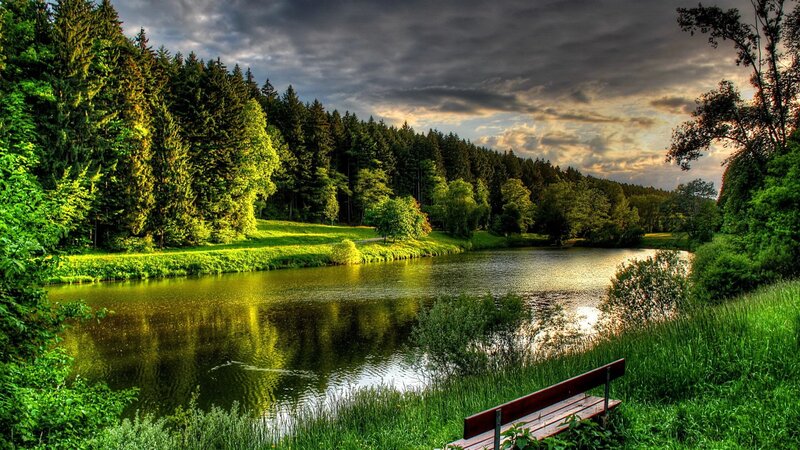 Wooded Lake with Bench