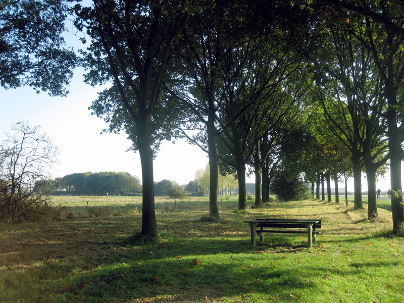 Wooded Park Bench