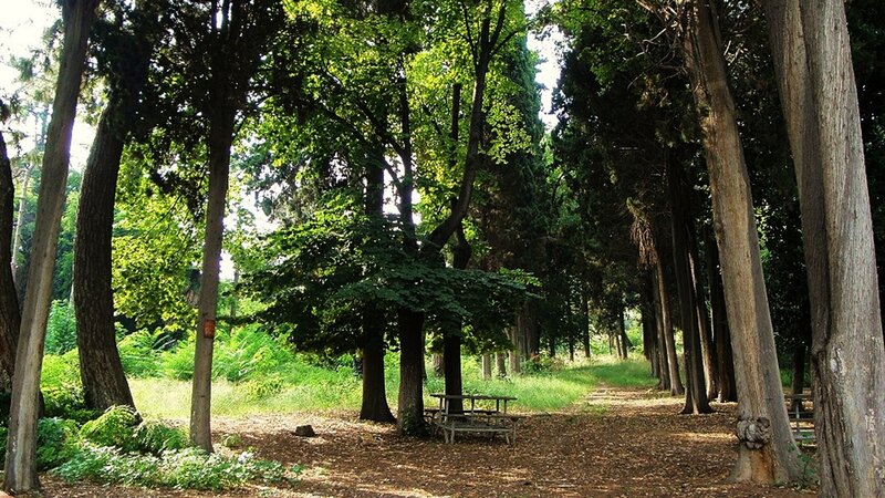 Wooded Park Path