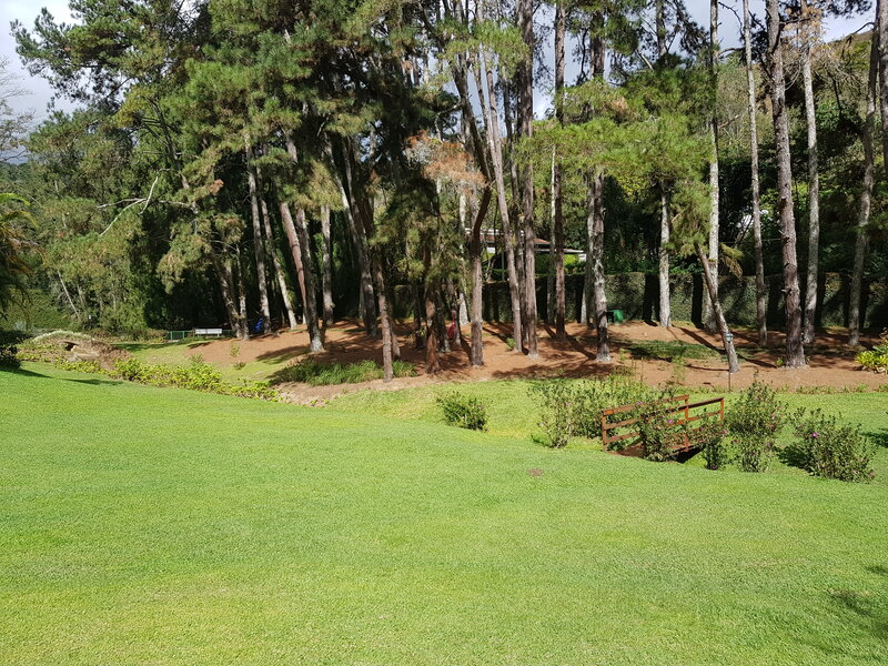 Wooded Park with Lawn