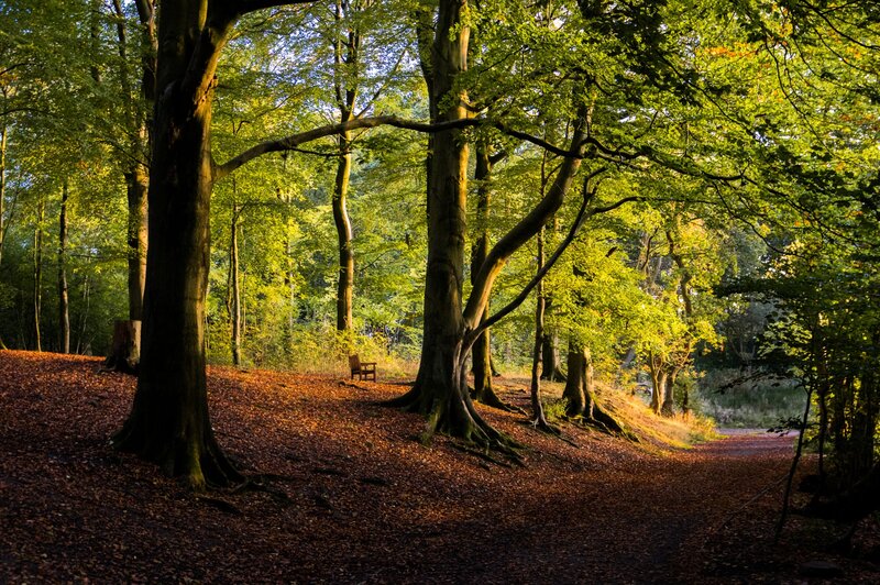 Wooded Path with Bench — Green, Serene