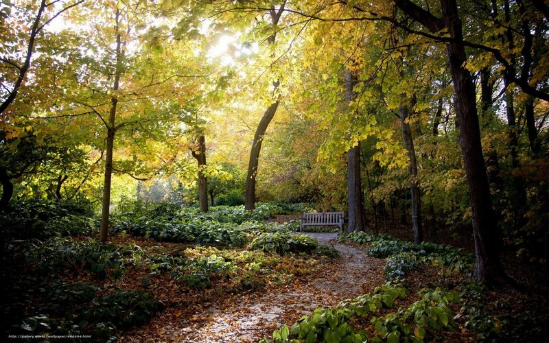 Wooded Path with Bench — Green