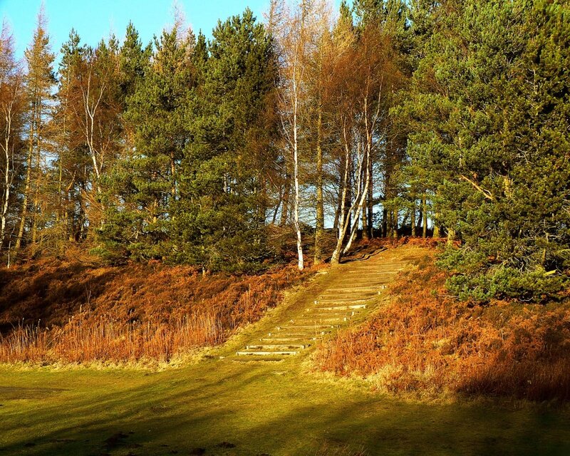 Wooded path with stone steps