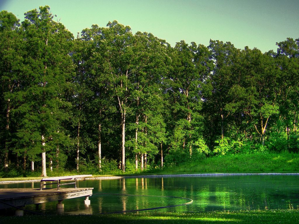 Wooded pond with dock