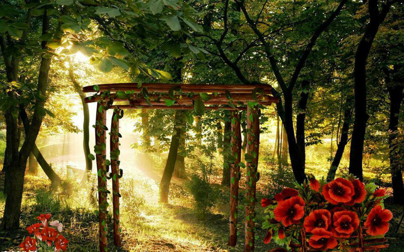 Wooden Arbor in Forest