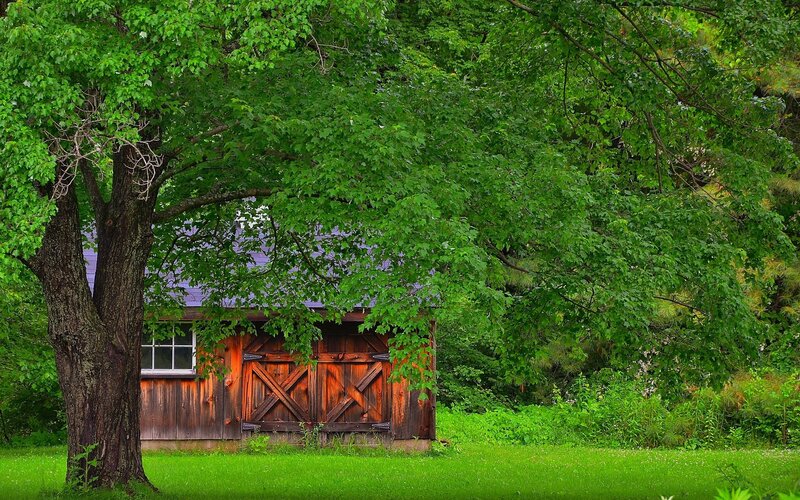Wooden Barn under Tree