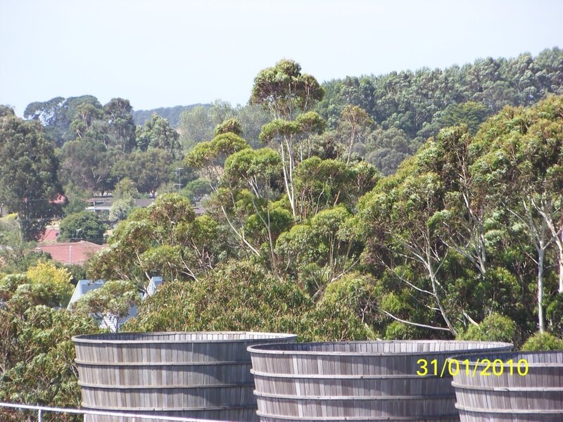Wooden barrels in a forested area
