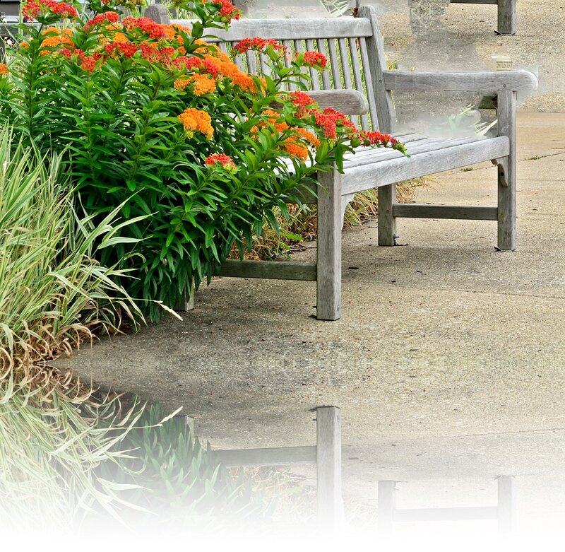 Wooden Bench and Flowers