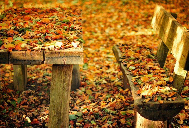 Wooden Bench and Table