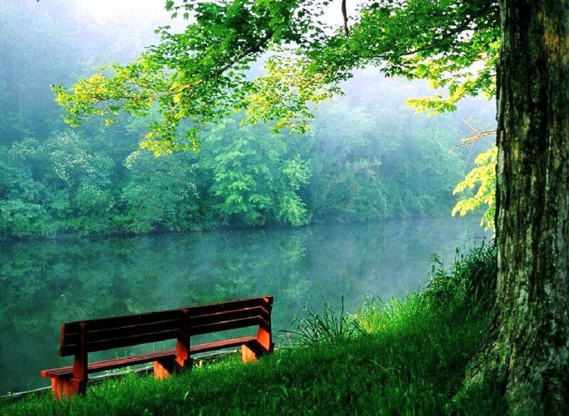 Wooden Bench by Lake — Green, Serene, Morning, Photograph, Tree