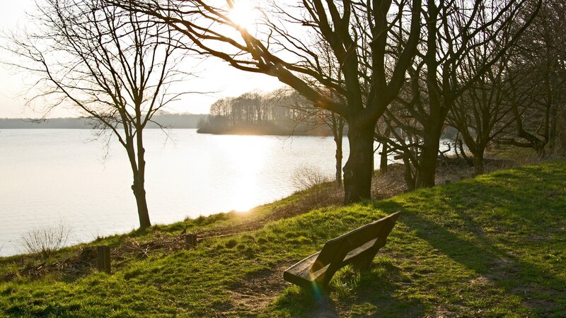 Wooden Bench by Lake — Green, Serene, Sunset, Photograph, Trees