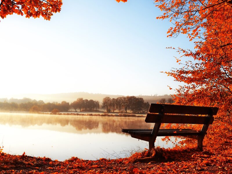 Wooden Bench by Lake — Orange, Serene, Autumn, Photograph, Tree