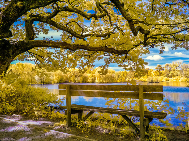 Wooden Bench by Lake — Yellow