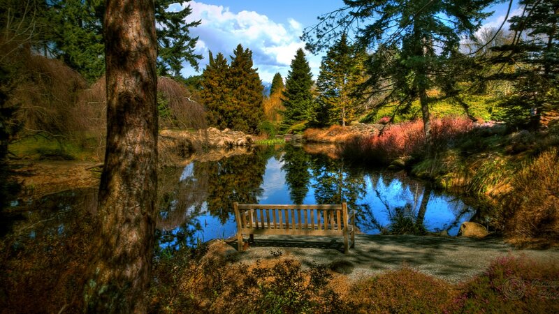 Wooden Bench by Pond — Blue