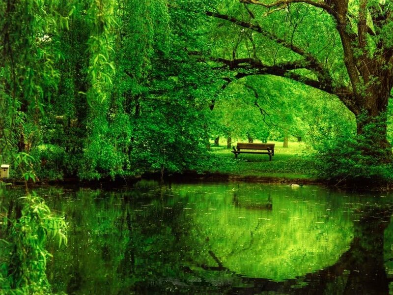 Wooden Bench by Pond — Green, Serene, Afternoon, Photograph