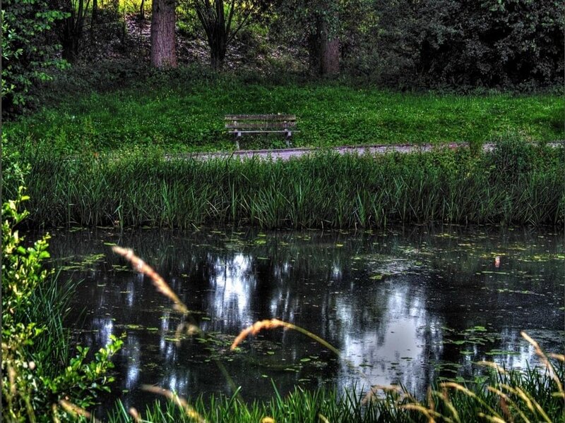 Wooden Bench by Pond — Green, Serene, Afternoon, Photograph, Trees, Grass, Brown