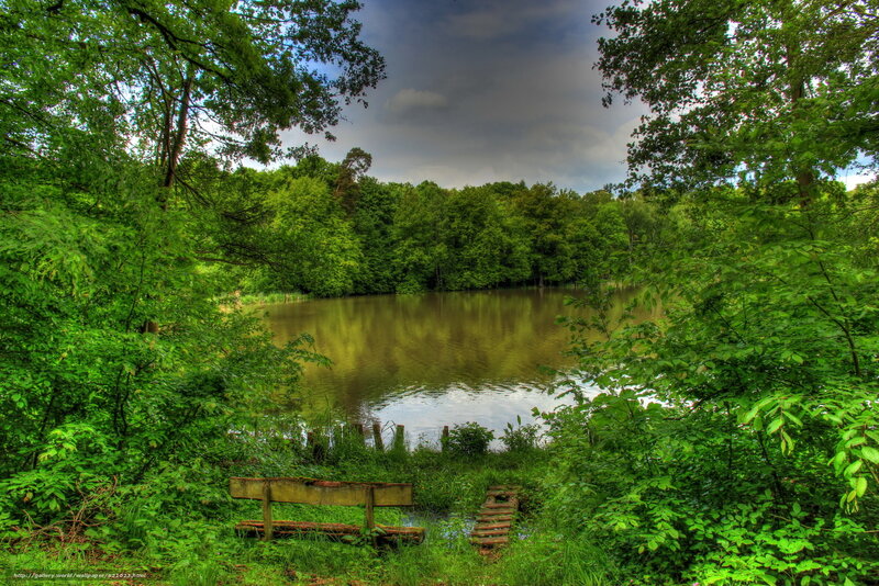 Wooden Bench by Pond — Green, Serene, Afternoon, Photograph, Trees, Path