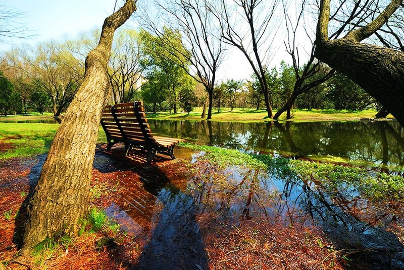 Wooden Bench by Pond — Green, Serene, Spring