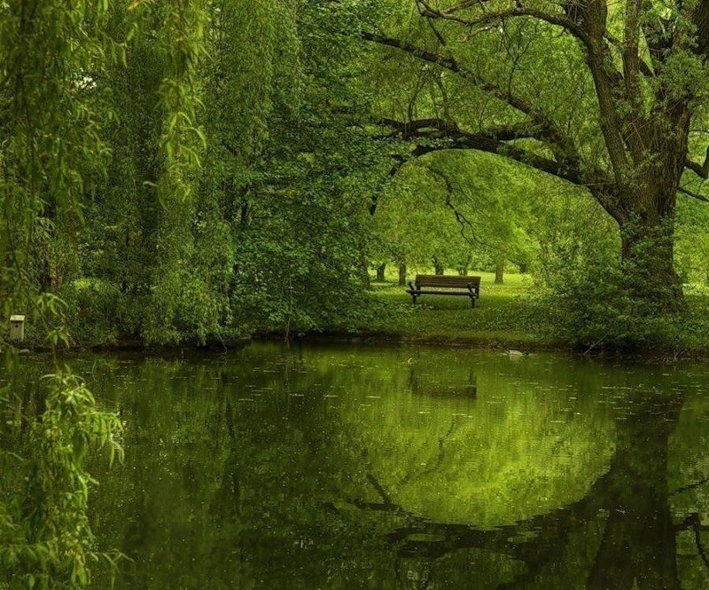Wooden Bench by Pond — Green, Serene