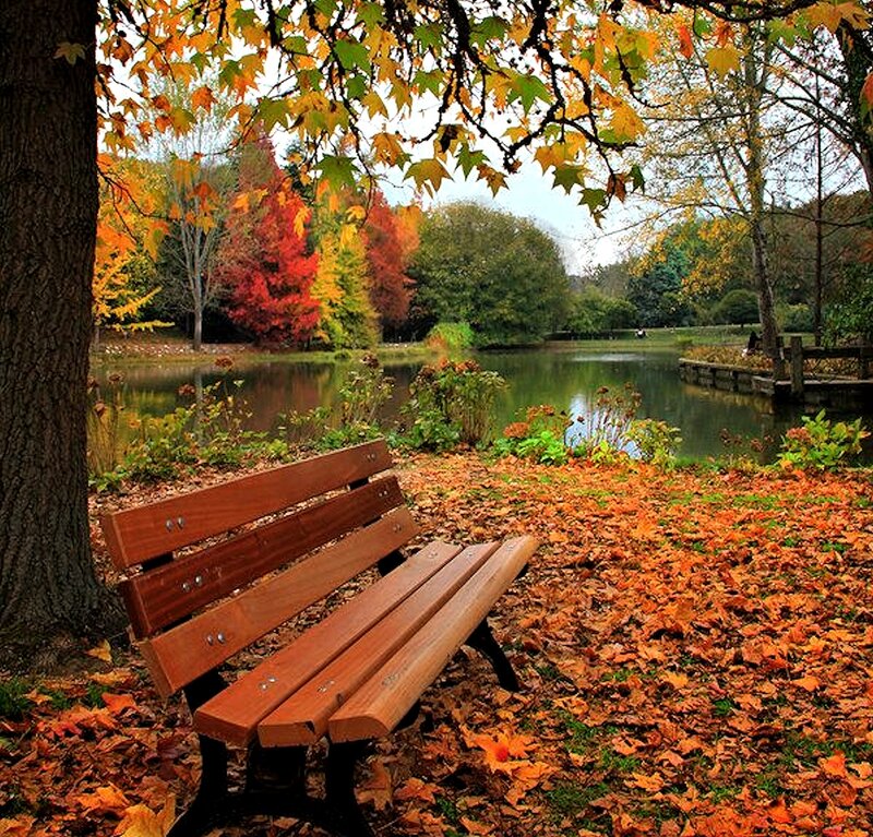 Wooden Bench by Pond — Orange