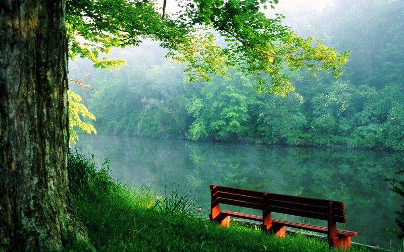 Wooden Bench by River — Green, Serene, Morning, Photograph, Tree