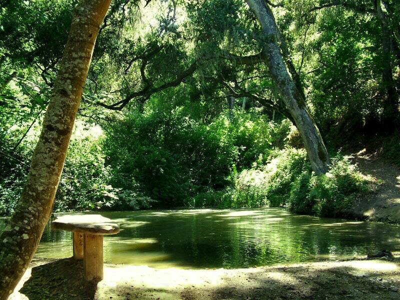 Wooden Bench by River — Green, Serene