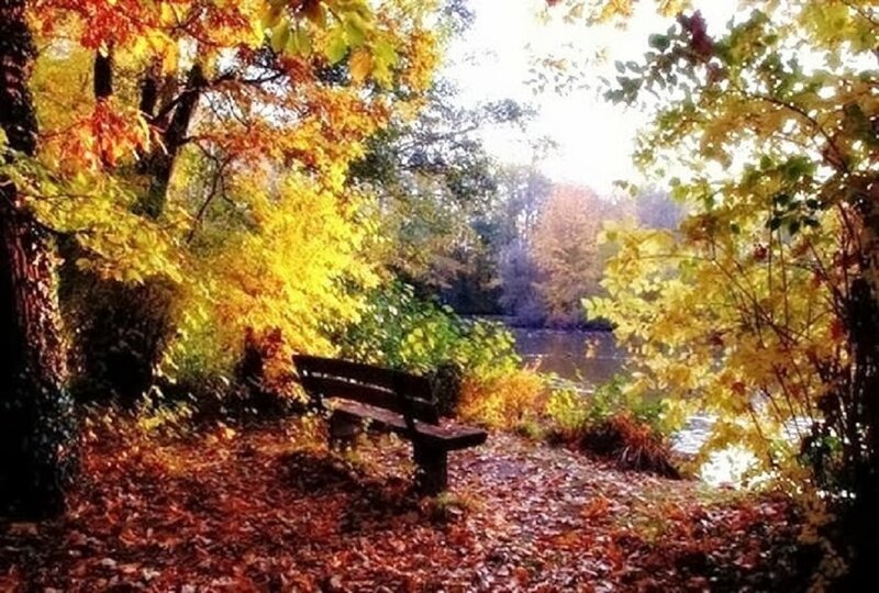 Wooden Bench by River — Yellow