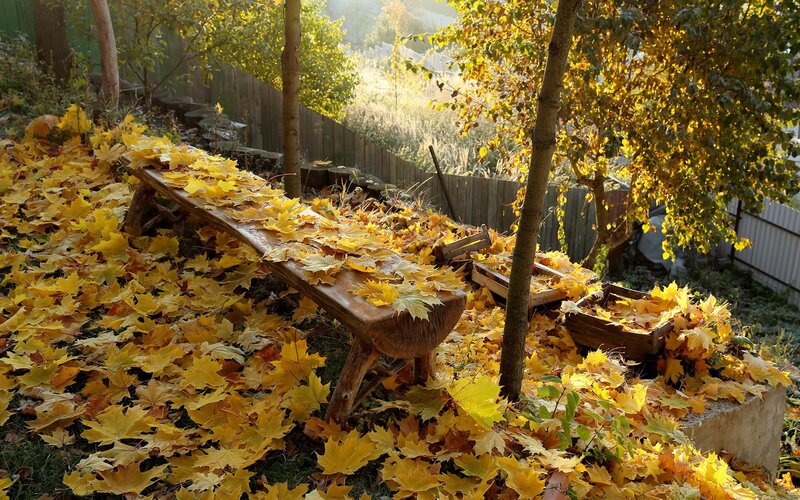 Wooden Bench Covered in Leaves