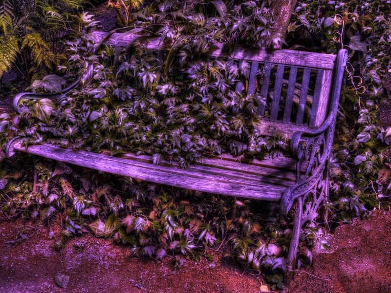 Wooden Bench Covered in Vines — Purple