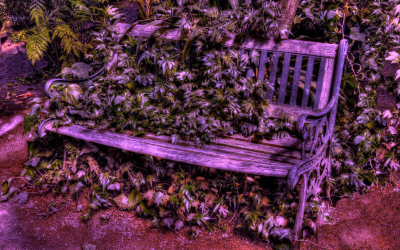 Wooden Bench Covered in Vines