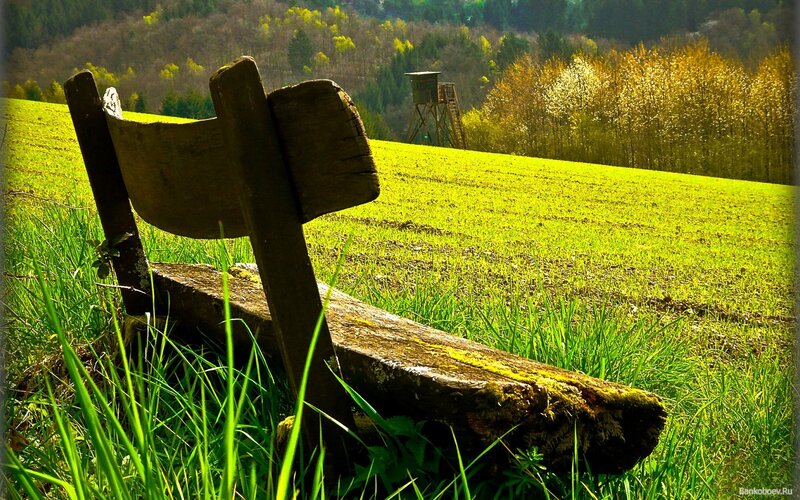 Wooden bench in a green field