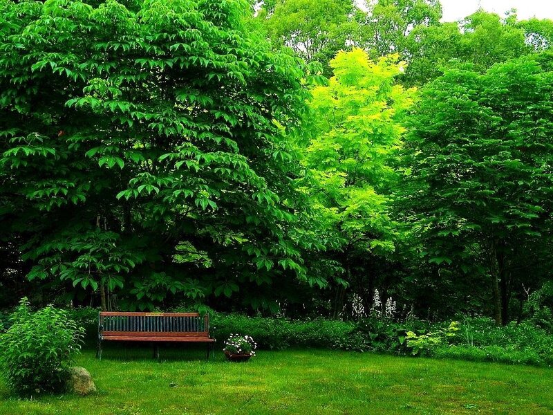 Wooden bench in a green garden