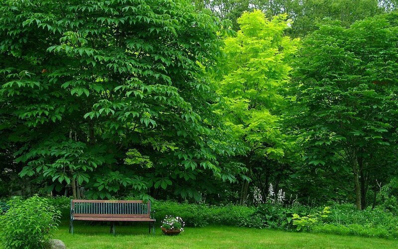Wooden bench in a lush garden