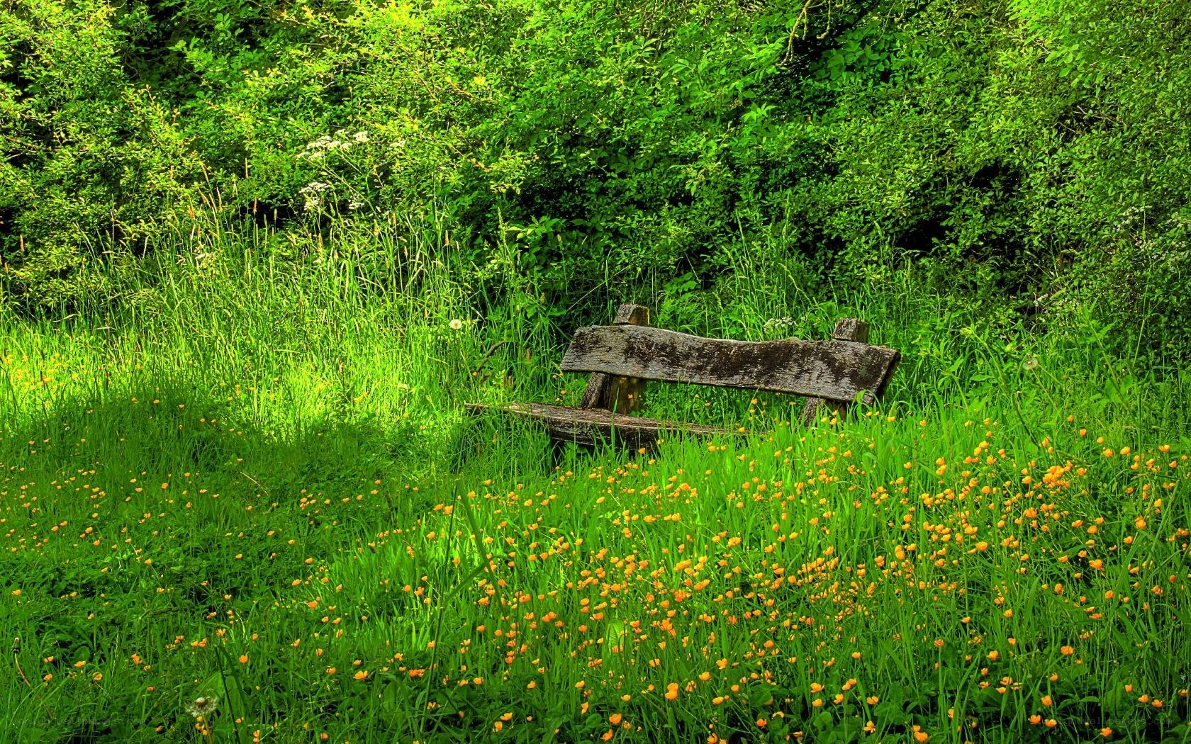 Wooden bench in a meadow