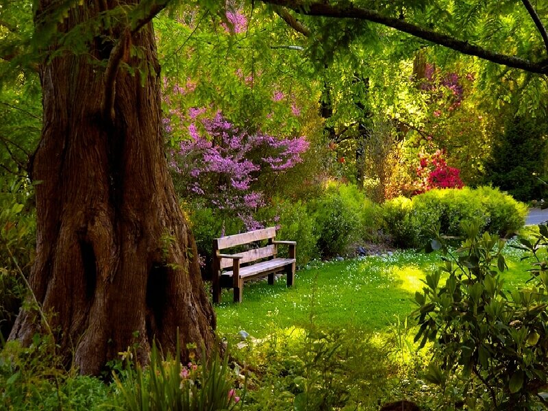 Wooden bench in a sunlit garden