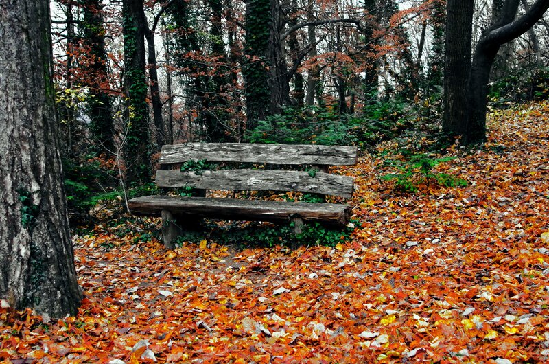 Wooden bench in autumn forest