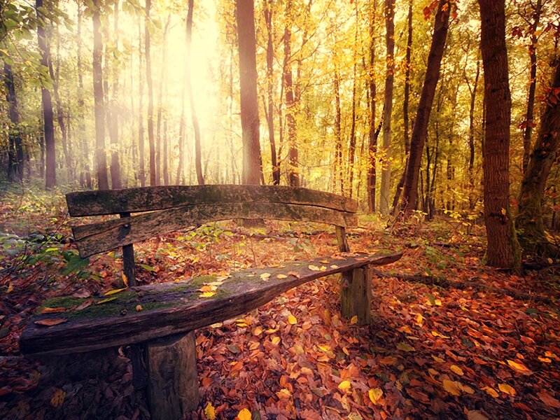 Wooden bench in autumn forest
