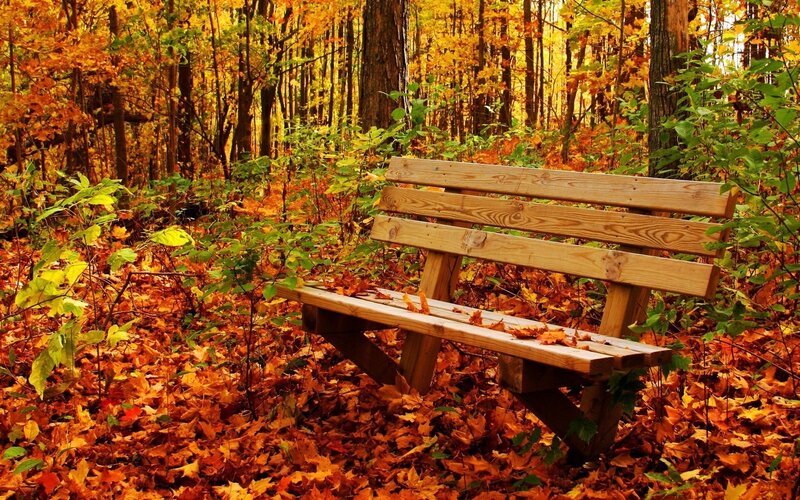 Wooden bench in autumn forest
