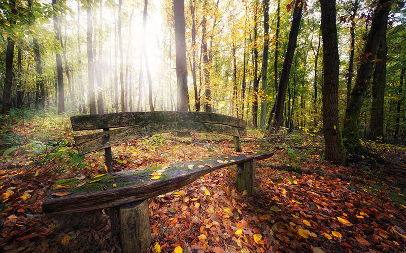 Wooden bench in autumn forest