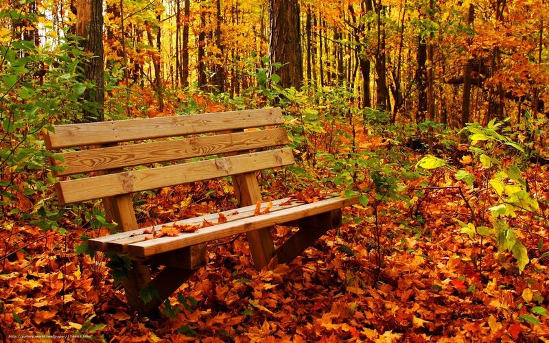 Wooden bench in autumn forest