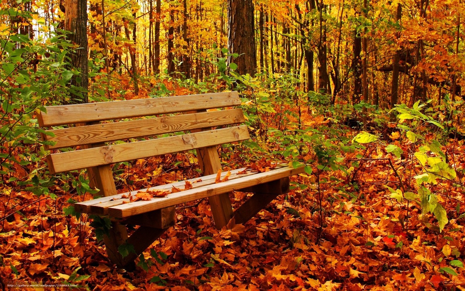 Wooden bench in autumn forest