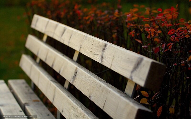 Wooden bench in autumn garden