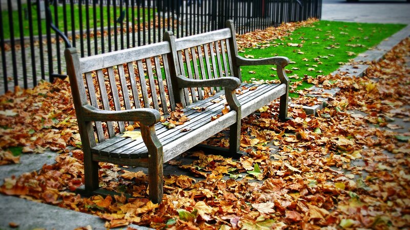 Wooden bench in autumn leaves